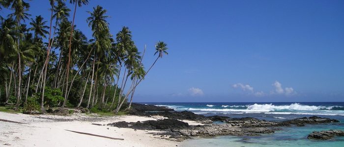 White sand beach with palm trees