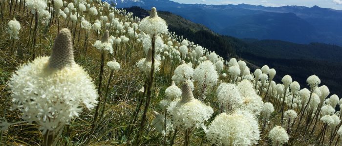 Bear grass in bloom