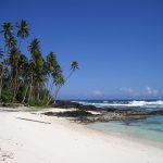 White sand beach with palm trees