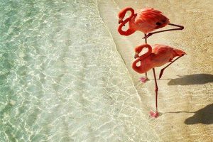 Flamingos on the beach