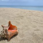 Conch shell on sandy beach